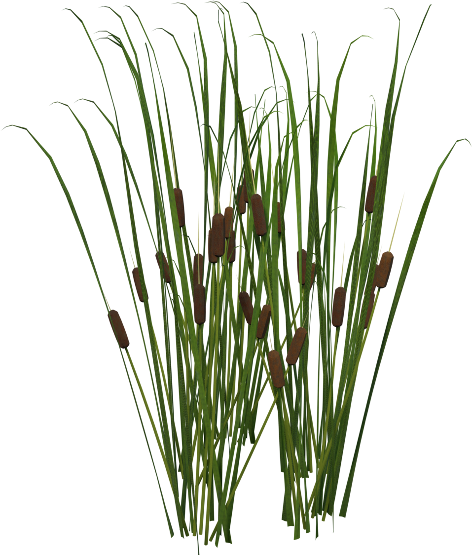 Grass Clipart (1200x1200), Png Download
