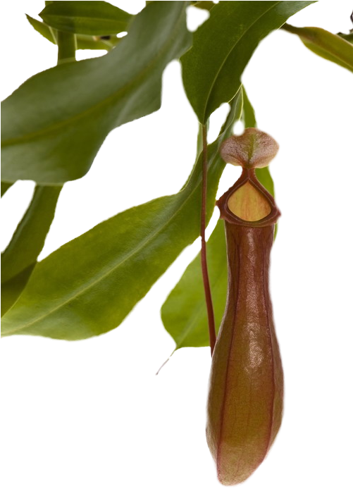 Pitcher Plant Png - Pitcher Plants Png Clipart (500x752), Png Download