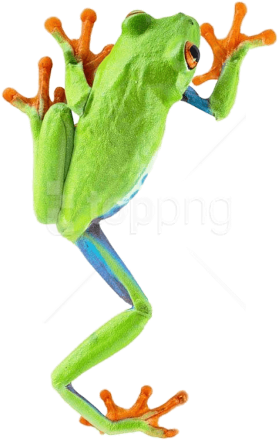 Download Frog Climbing Png Images Background Clipart (480x656), Png Download