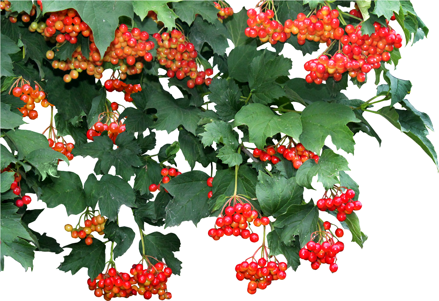 Money Plant Vine Png Transparent , Png Download - Money Plant Png Hd Clipart (1443x988), Png Download