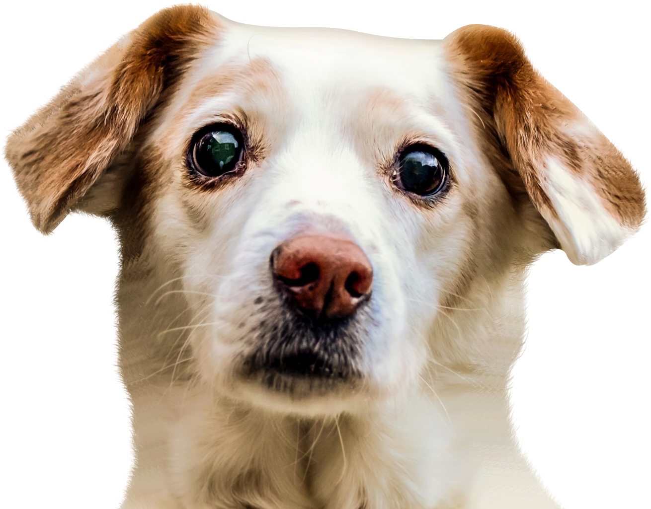 Dog Face - Dog Face Transparent Background Clipart (1632x1080), Png Download