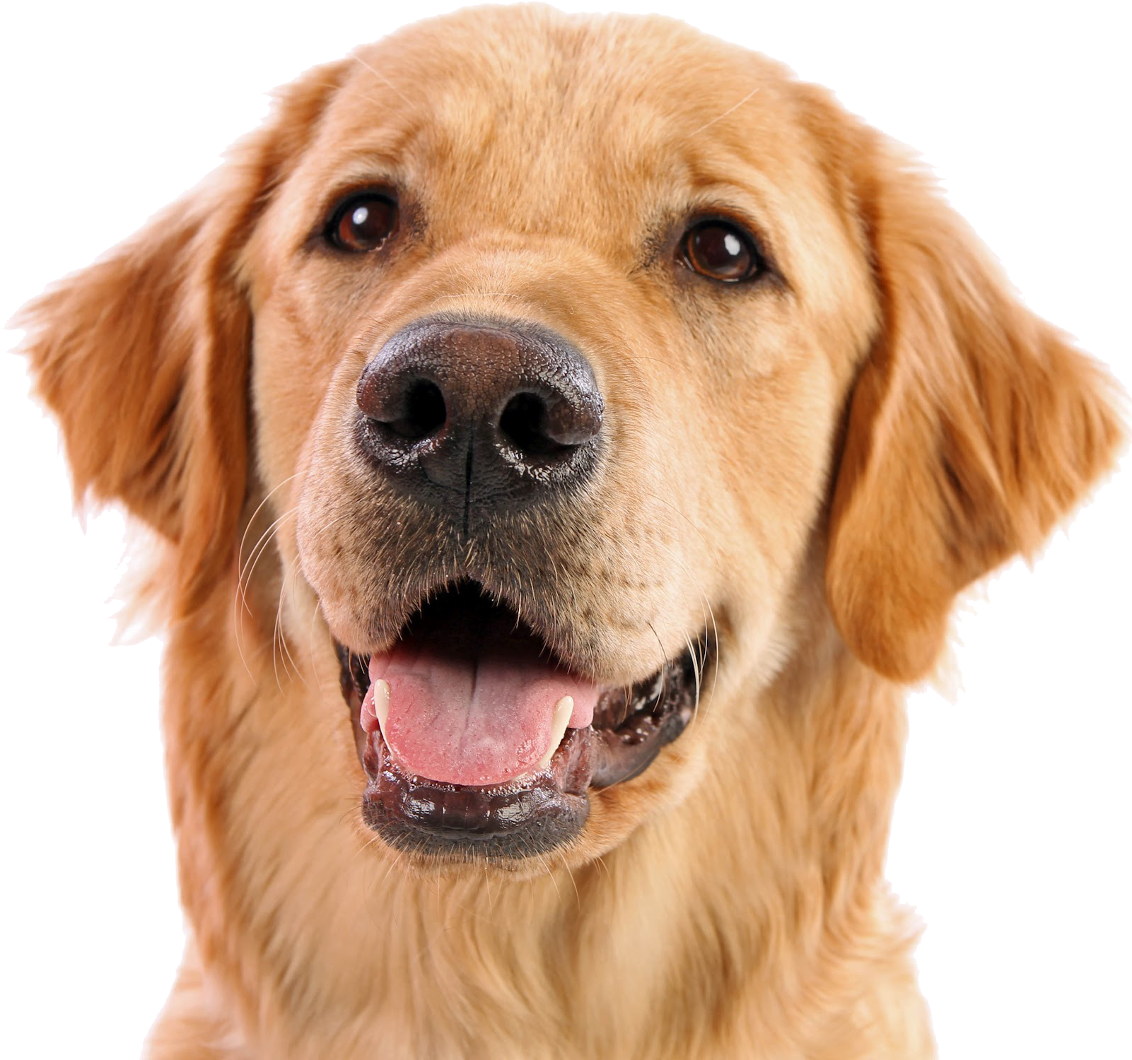 Face Png Clipart (1600x1600), Png Download