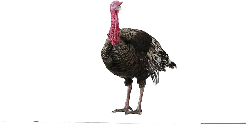 Wild Turkey Clipart (852x480), Png Download