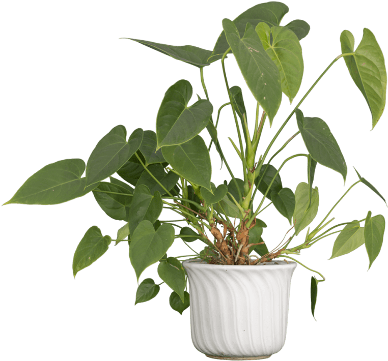 Free Png Nature Plants Png Images Transparent - Flowerpot Clipart (762x710), Png Download