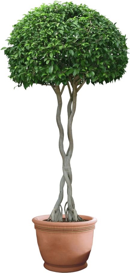 Download Plants Png Images Background - Plant Png Clipart (480x927), Png Download