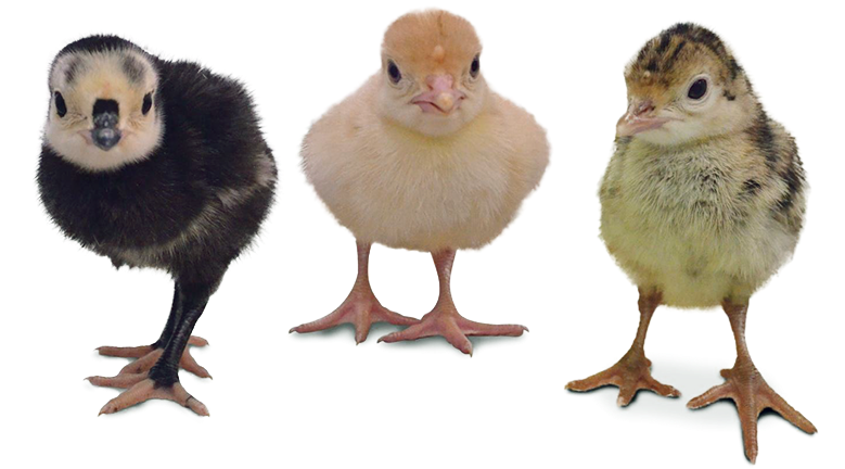 800 X 431 7 - Turkey Chick Vs Chicken Chick Clipart (800x431), Png Download