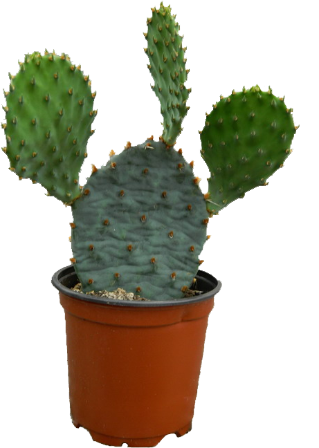 Plant Png Mart - Cactus Clipart (499x684), Png Download