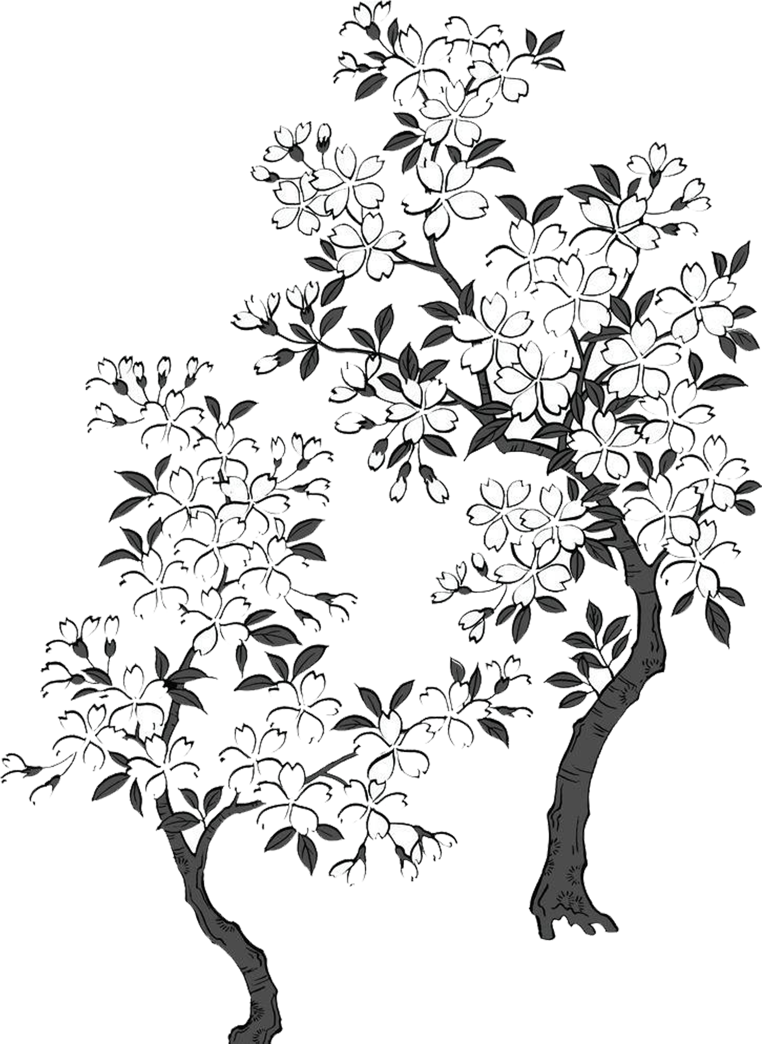 2362 X 2363 7 - Cherry Blossom Tree Black And White Transparent Clipart (2362x2363), Png Download