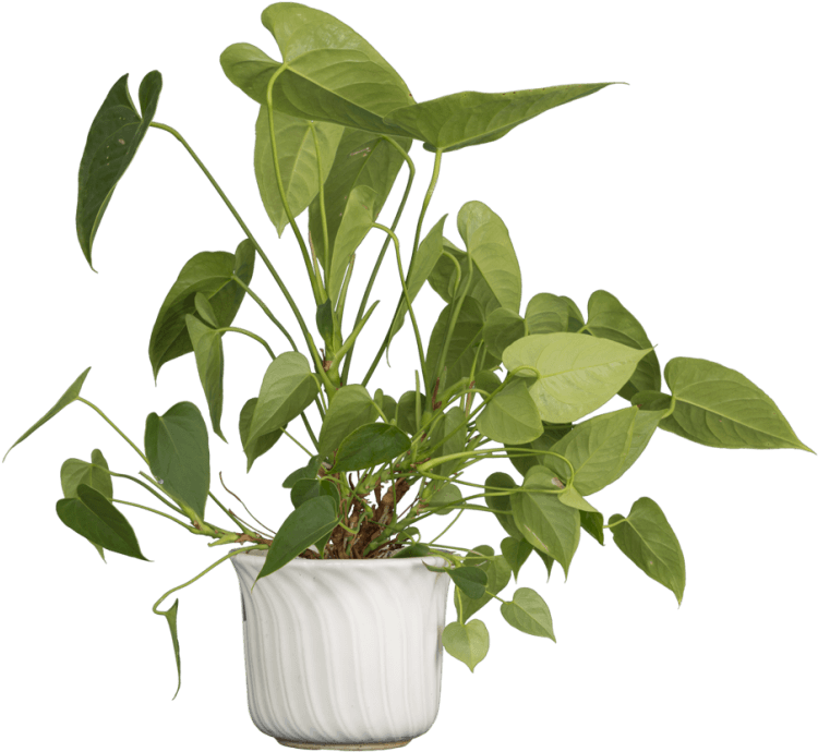 Free Png Download Nature Plants Png Images Background - Flowerpot Clipart (850x772), Png Download