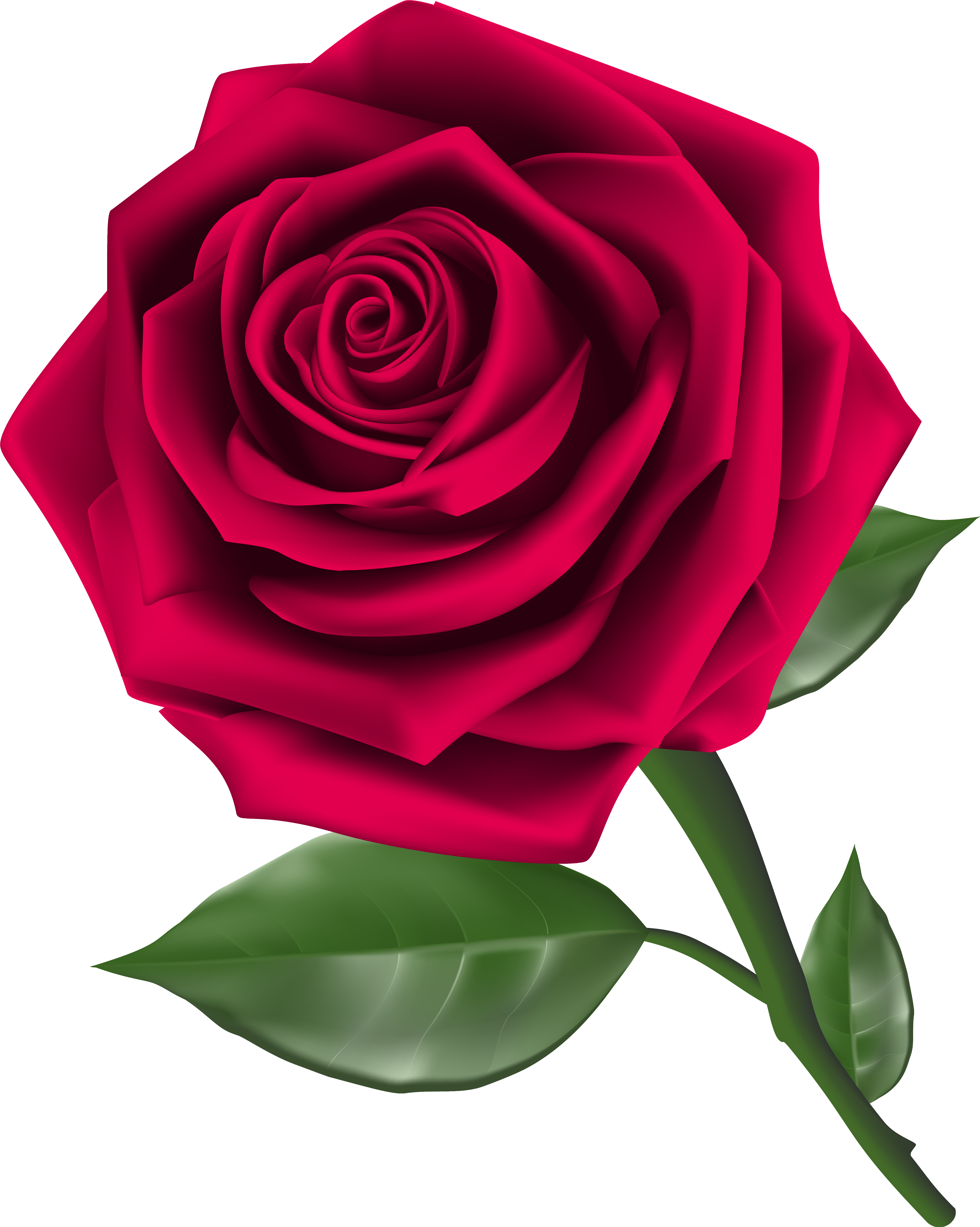 Steam Rose Clipart Png Image Transparent Png (5001x6261), Png Download