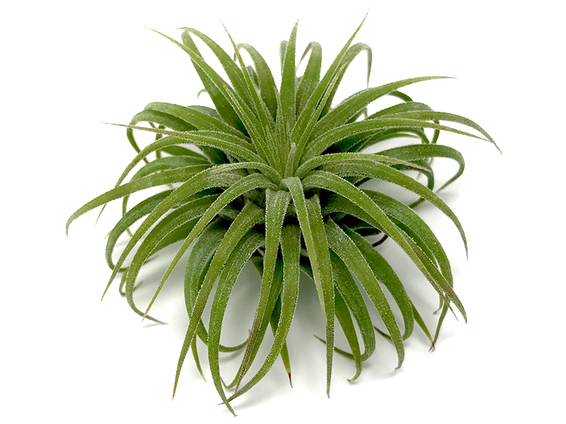 800 X 600 2 - Air Plant Transparent Clipart (800x600), Png Download