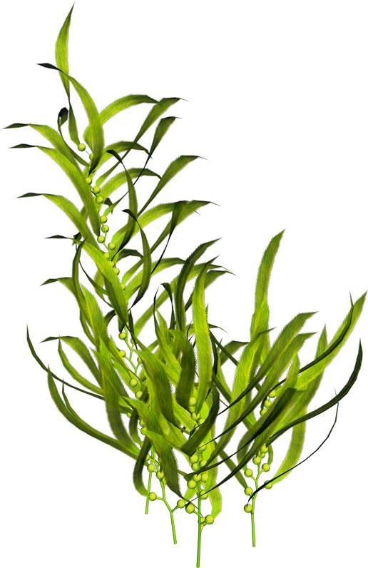 Seaweed Aquatic Plants Ocean Sea Transprent Png - Underwater Plants Png Clipart (800x800), Png Download