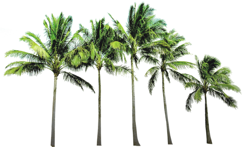 Arecaceae Coconut Wallpaper Beach Tree Free Hq Image - Coconut Tree Images Png Clipart (769x469), Png Download