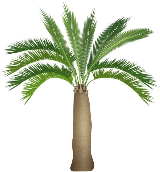 0, - Palm Trees Clipart (557x600), Png Download