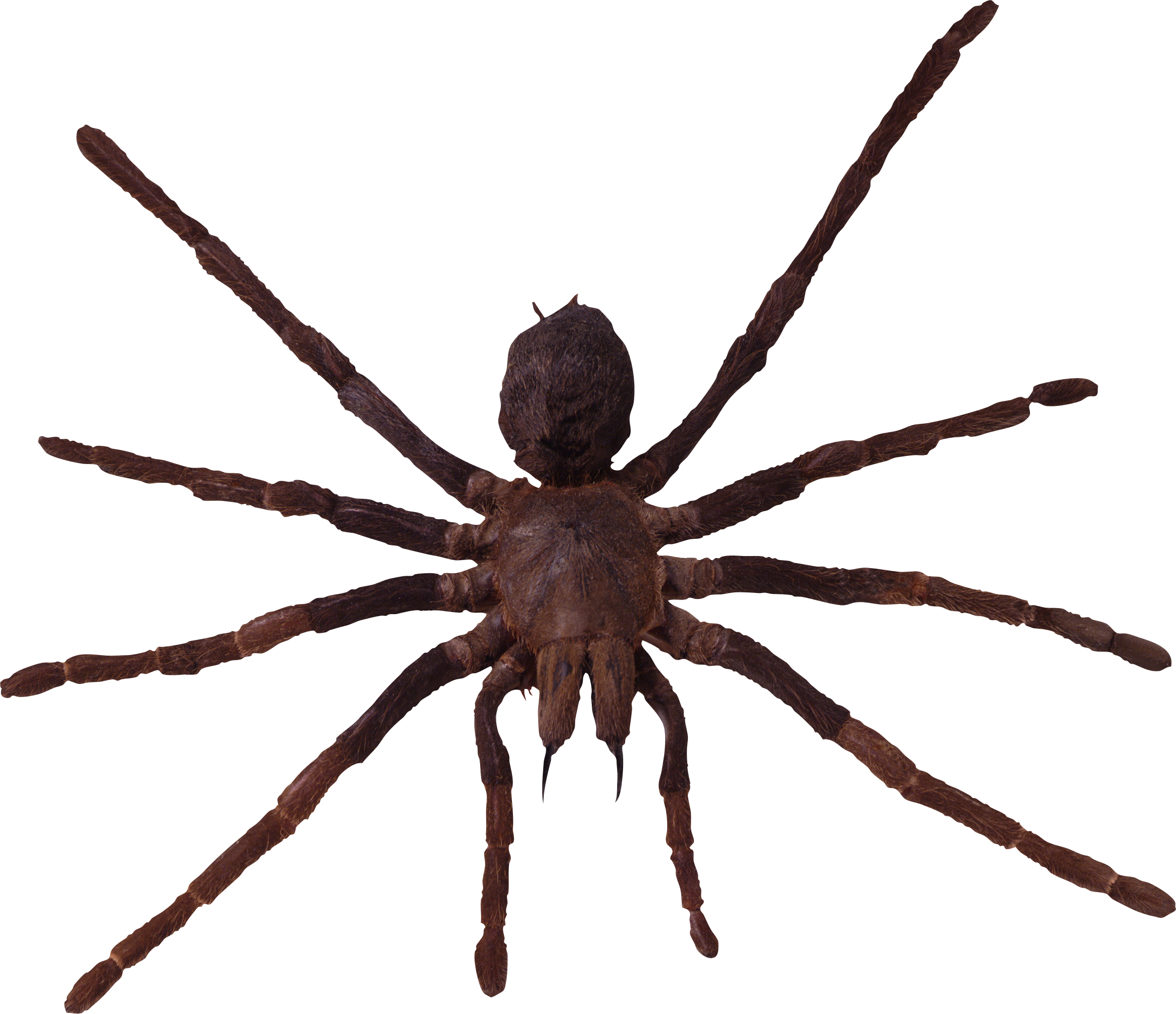 Spider - Spiders Png Clipart (2327x2006), Png Download