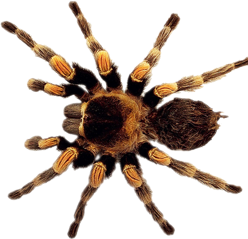 Spider - Тарантул Пнг Clipart (673x599), Png Download
