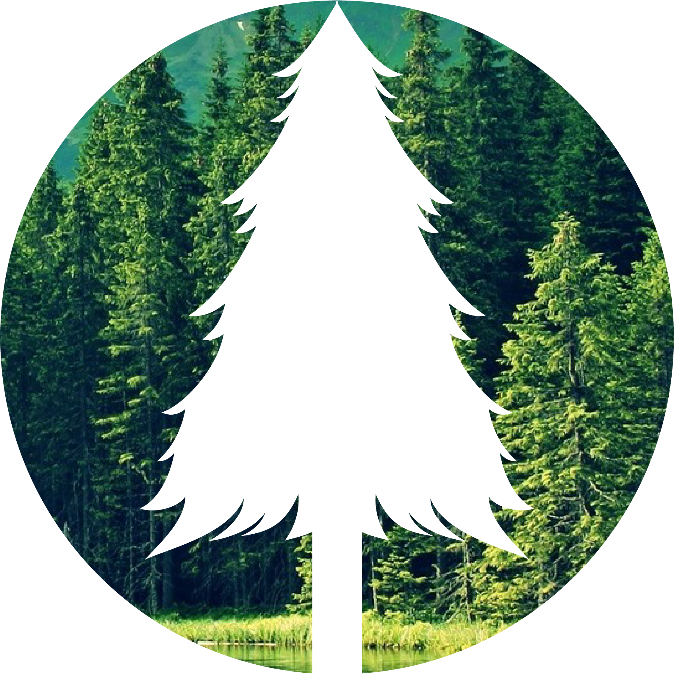 Save The Forest - Christmas Tree Clipart (2333x2334), Png Download