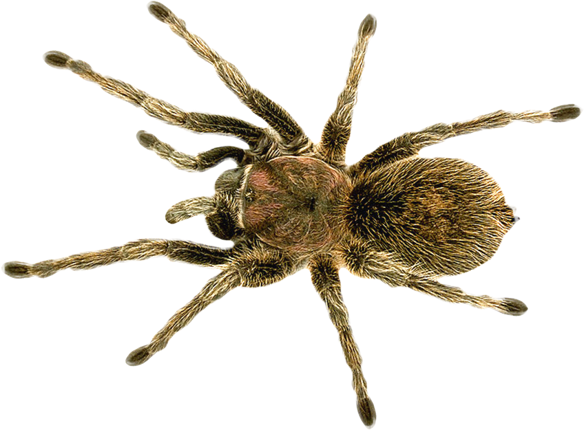 Download Spider Png Transparent Image - Wolf Spider House Spider Clipart (960x722), Png Download