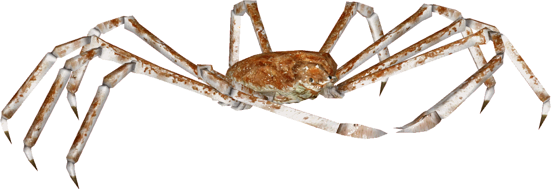 Crab Spider Png - Insect Clipart (1138x1138), Png Download