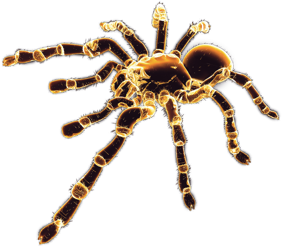 Download - Spider Render Clipart (1600x1200), Png Download