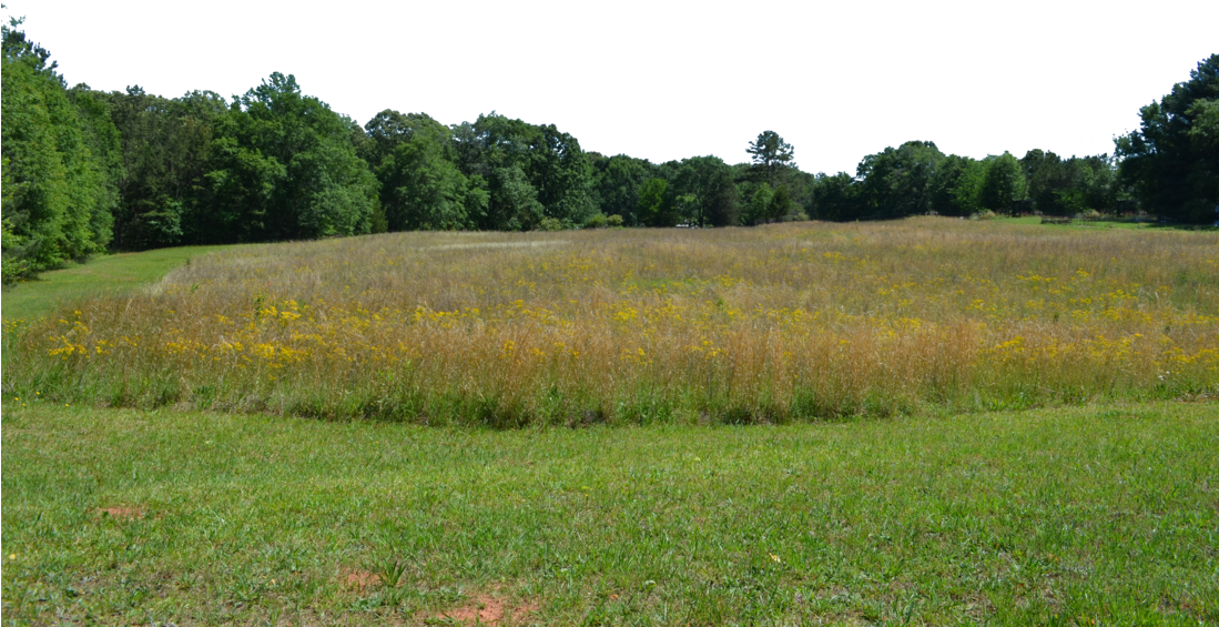 Forest Transparent Image - Field With Forest In Background Clipart (1098x727), Png Download