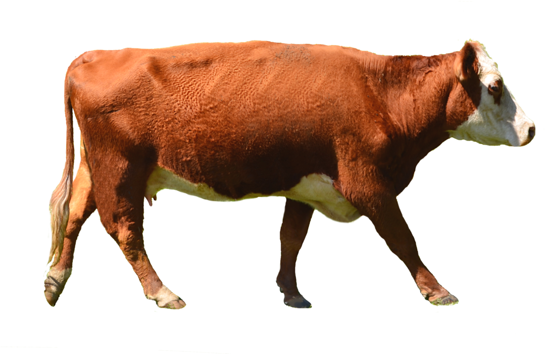 Cow Png Stock Photo 0010 Complete Cutout By Annamae22 - Brown Cow Png Clipart (1133x705), Png Download
