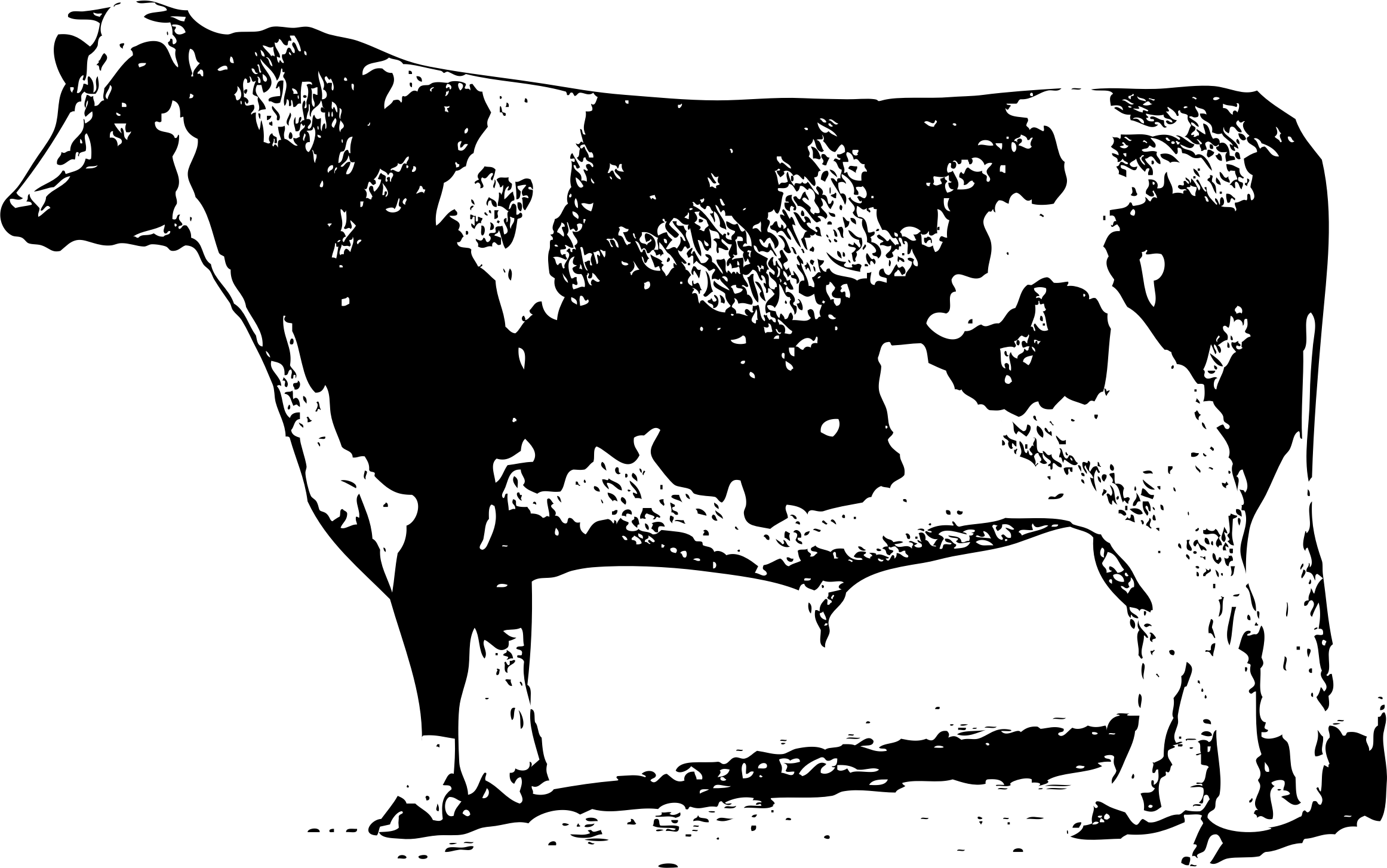Корова черно белая картинка