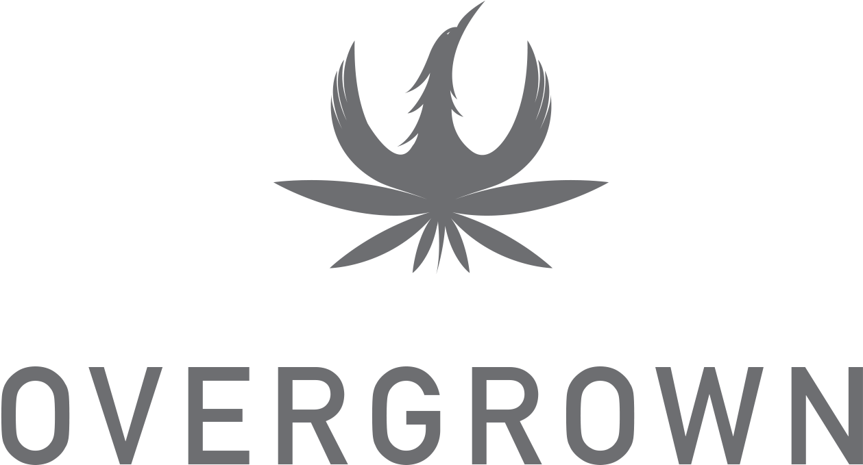 Overgrown Cannabis - Graphic Design Clipart (1500x767), Png Download