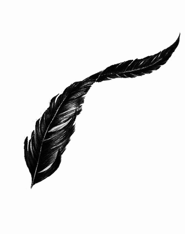 Bird Feather Png Transparent Image - Transparent Background Bird Feather Png Clipart (650x823), Png Download