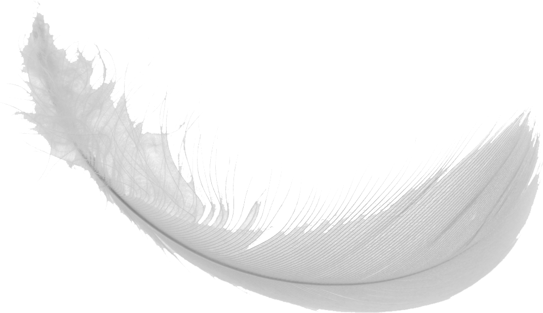 Feather Png Images - Monochrome Clipart (1290x792), Png Download