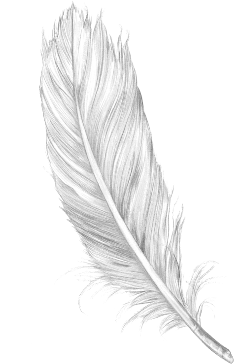 Tumblr Feather Png - Feather Png Clipart (492x750), Png Download