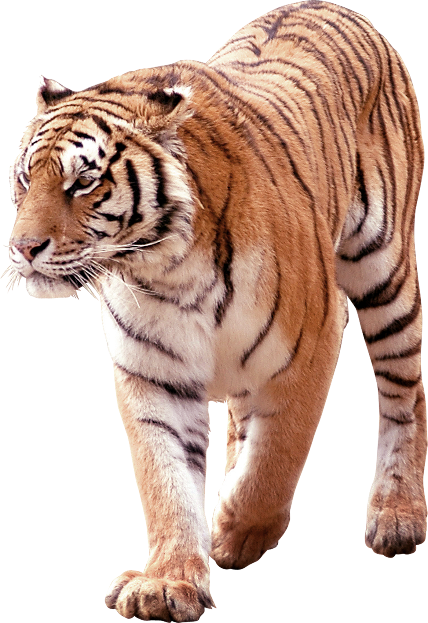 Download - Tiger Clipart (2364x2364), Png Download