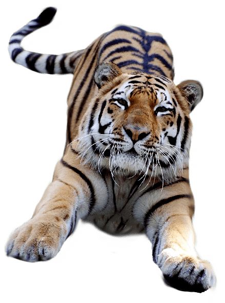 Jumping Tiger - Tiger Gif No Background Clipart (600x600), Png Download