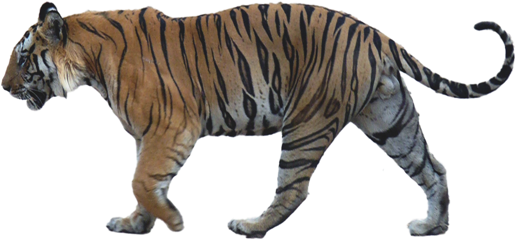 Walking Tiger Png Image Background Clipart (1658x771), Png Download