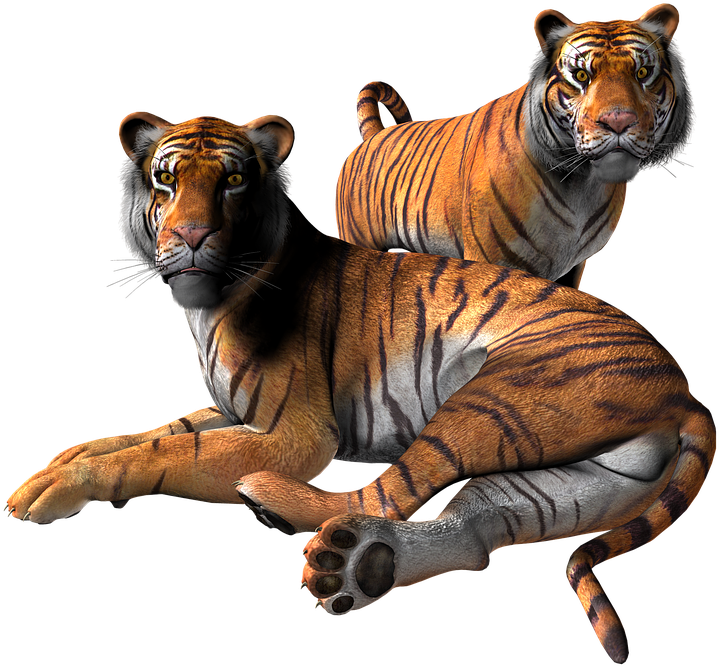 Tiger Png Clipart - Proteção De Tela Gratis Transparent Png (744x720), Png Download