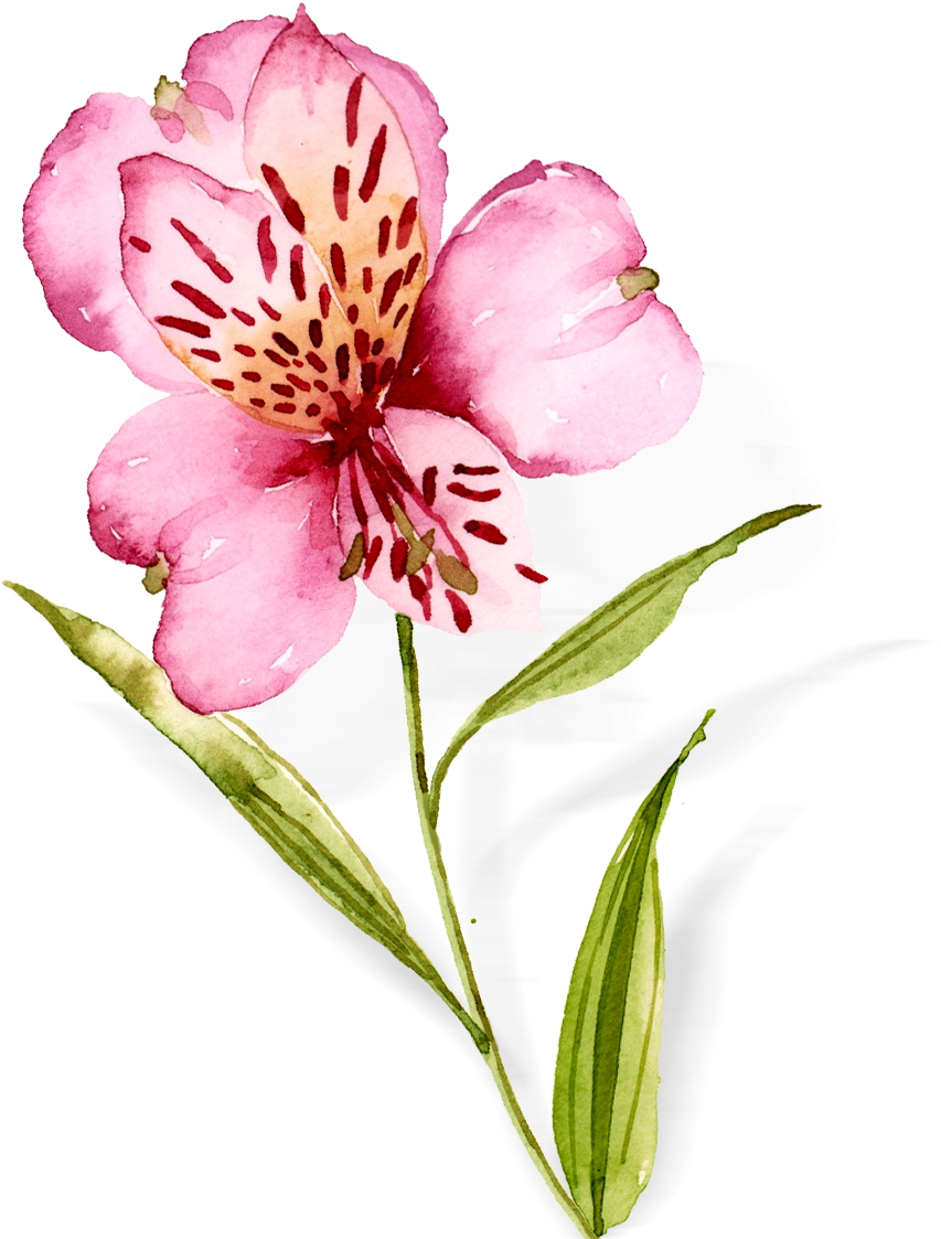 Watercolor Flowers Hand Drawn Orchids Png And Psd - Peruvian Lily Clipart (1181x1181), Png Download