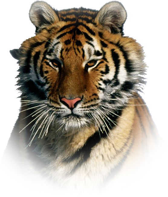 Tiger Png Effect - Most Beautiful Tiger In The World Clipart (716x652), Png Download