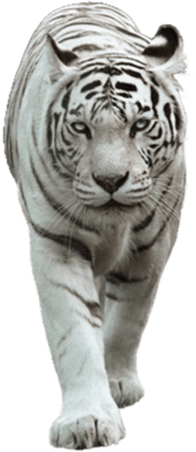 Free Png Download White Tiger Png Images Background - White Tiger Images Png Clipart (480x964), Png Download