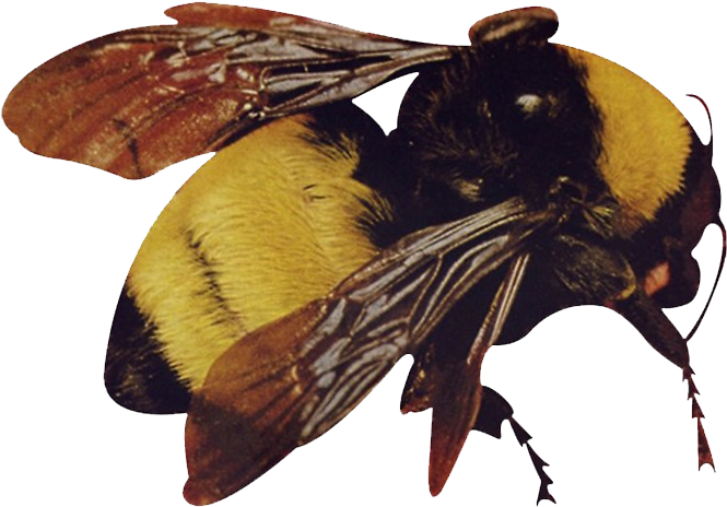 Little Png Of The Bee, Had Trouble Finding A Good Png - Tyler The Creator Flower Boy Clipart (764x764), Png Download