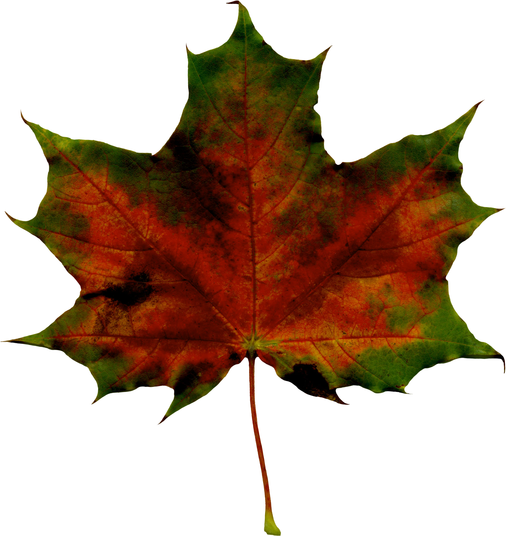 Red Fall Leaf Png Clipart Imageu200b Gallery Yopriceville - Maple Leaf Transparent Png (1750x1870), Png Download