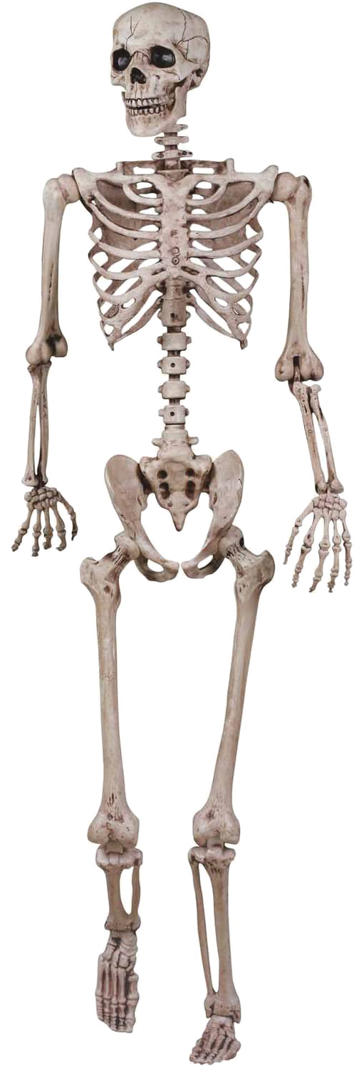 Halloween Skeleton Png Image - Skeletal System For Grade 3 Clipart (1500x1500), Png Download