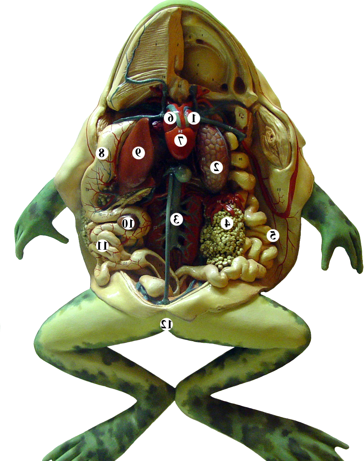 Frog Is A Amphibian Type Animal - Cartoon Clipart (1186x1501), Png Download