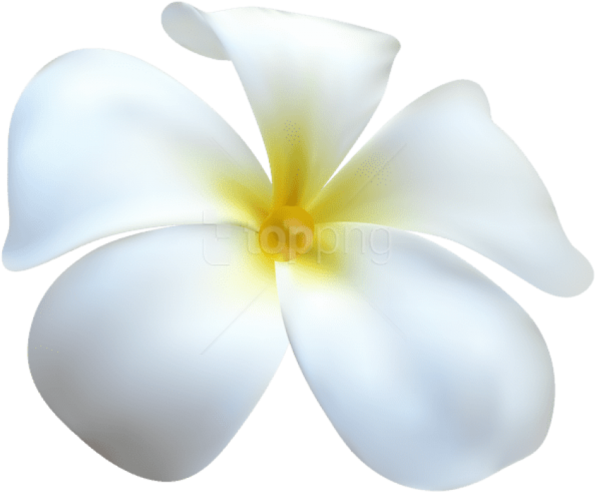 Download Exotic White Flower Transparent Png Images - Frangipani Clipart (850x703), Png Download
