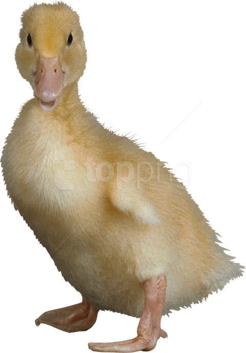 Free Png Download Duck Png Images Background Png Images - Ugliest Duck In The World Clipart (480x689), Png Download