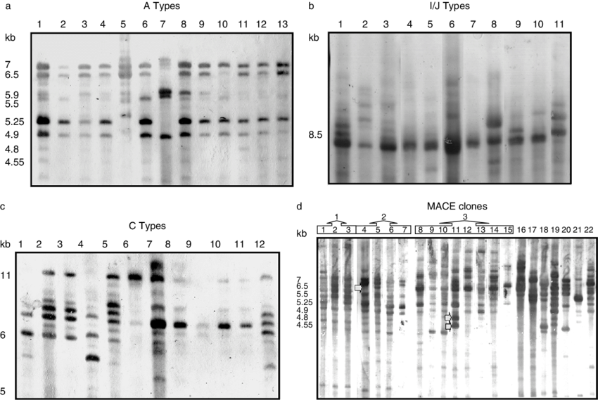 Intergenic Spacer Fingerprints Of Myzus Persicae Clones - Monochrome Clipart (850x569), Png Download