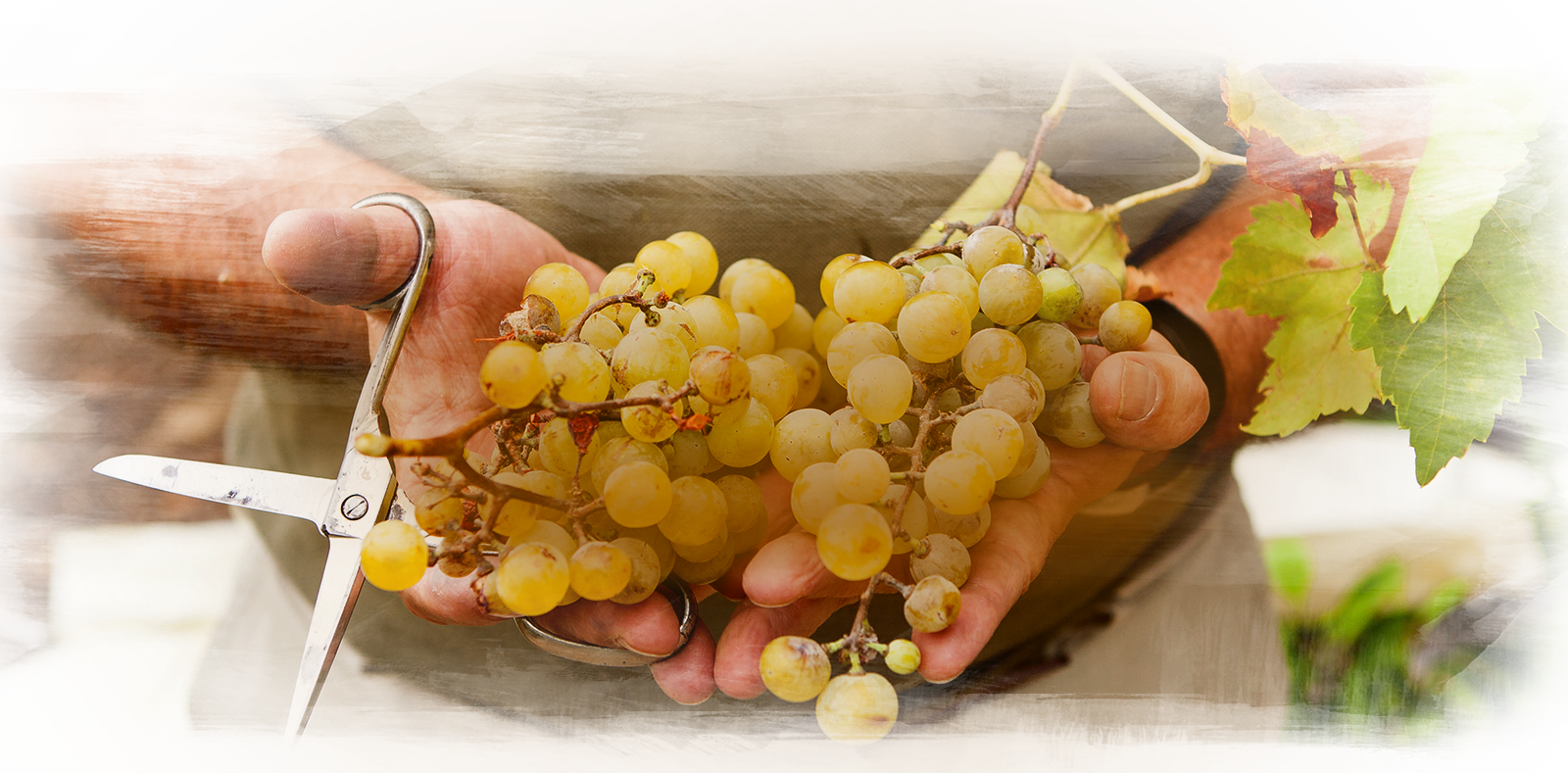 Grape Vine Png - Seedless Fruit Clipart (1600x789), Png Download