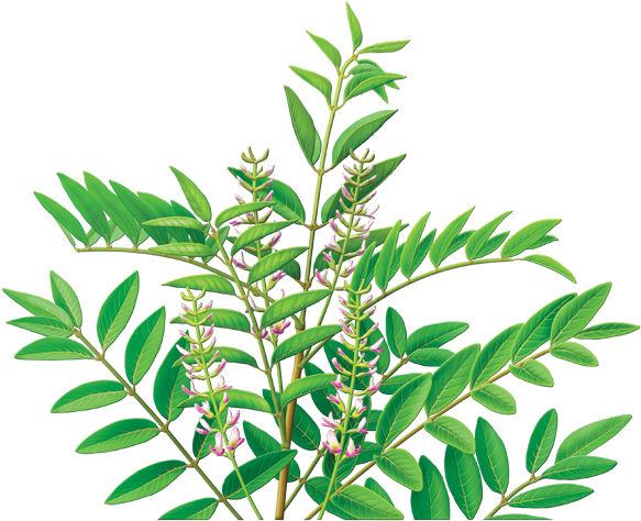 Licorice Root Herbal Supplement - Licorice Herb Clipart (600x560), Png Download