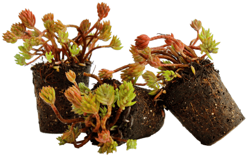 Nordestprati Sedum Alveolo - Sedum Da Aiuola Clipart (888x888), Png Download