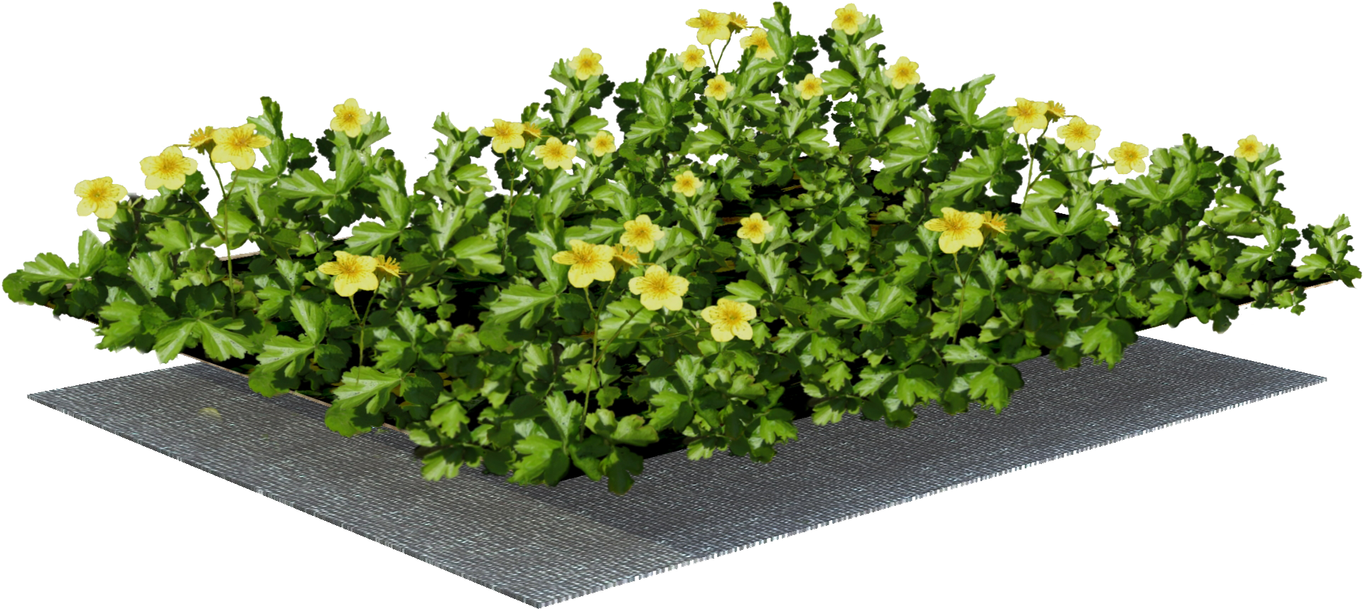 Sempergreen Plant Mat - Hypericum Clipart (2198x2430), Png Download