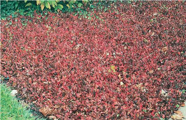 Purple Wintercreeper - Lawn Clipart (640x640), Png Download